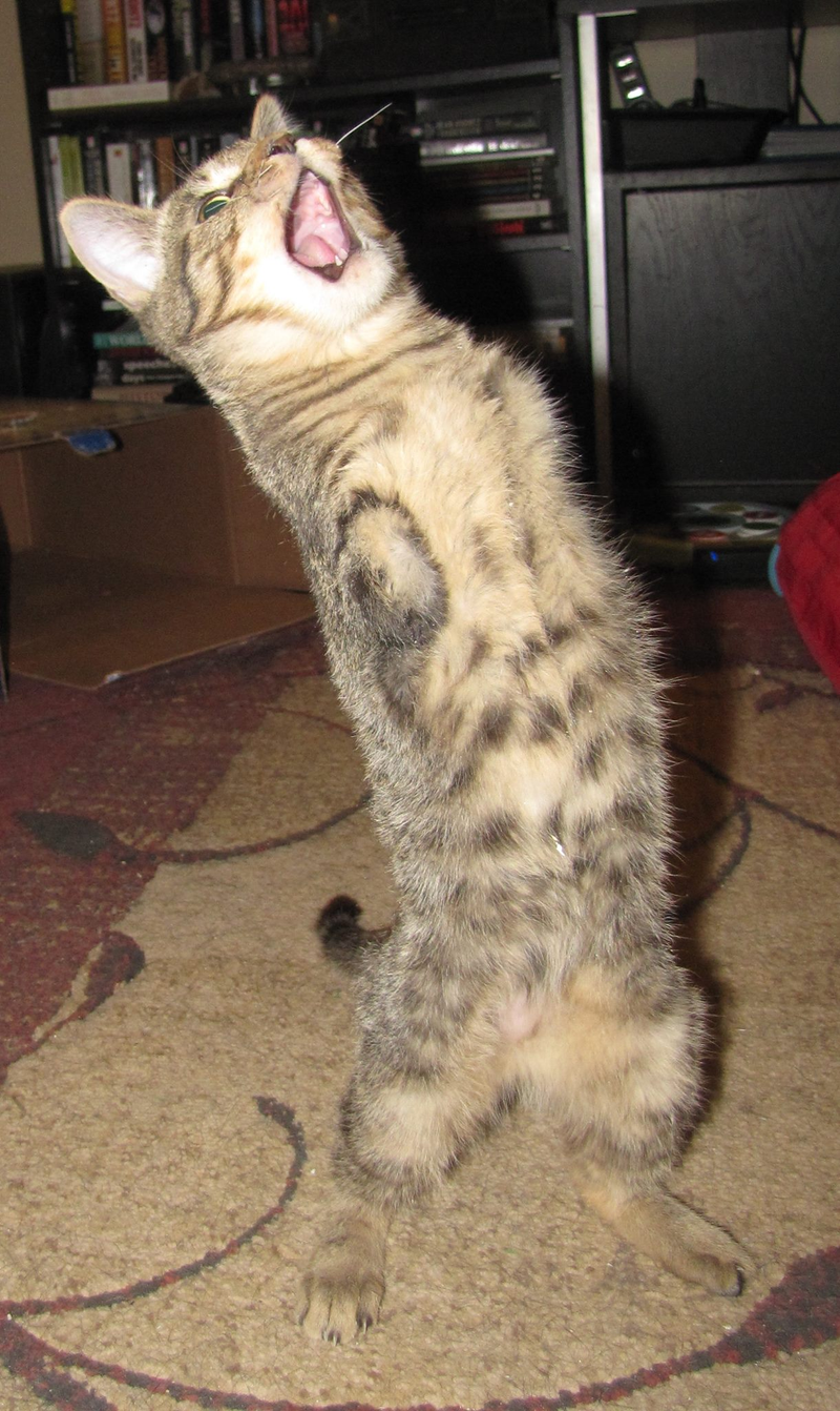 Illustration for article titled Mercury the two-legged cat does the world's cutest T. rex impressions